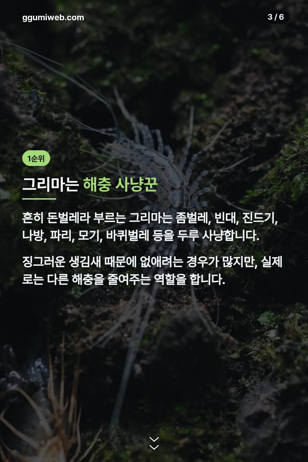 그리마의 역할