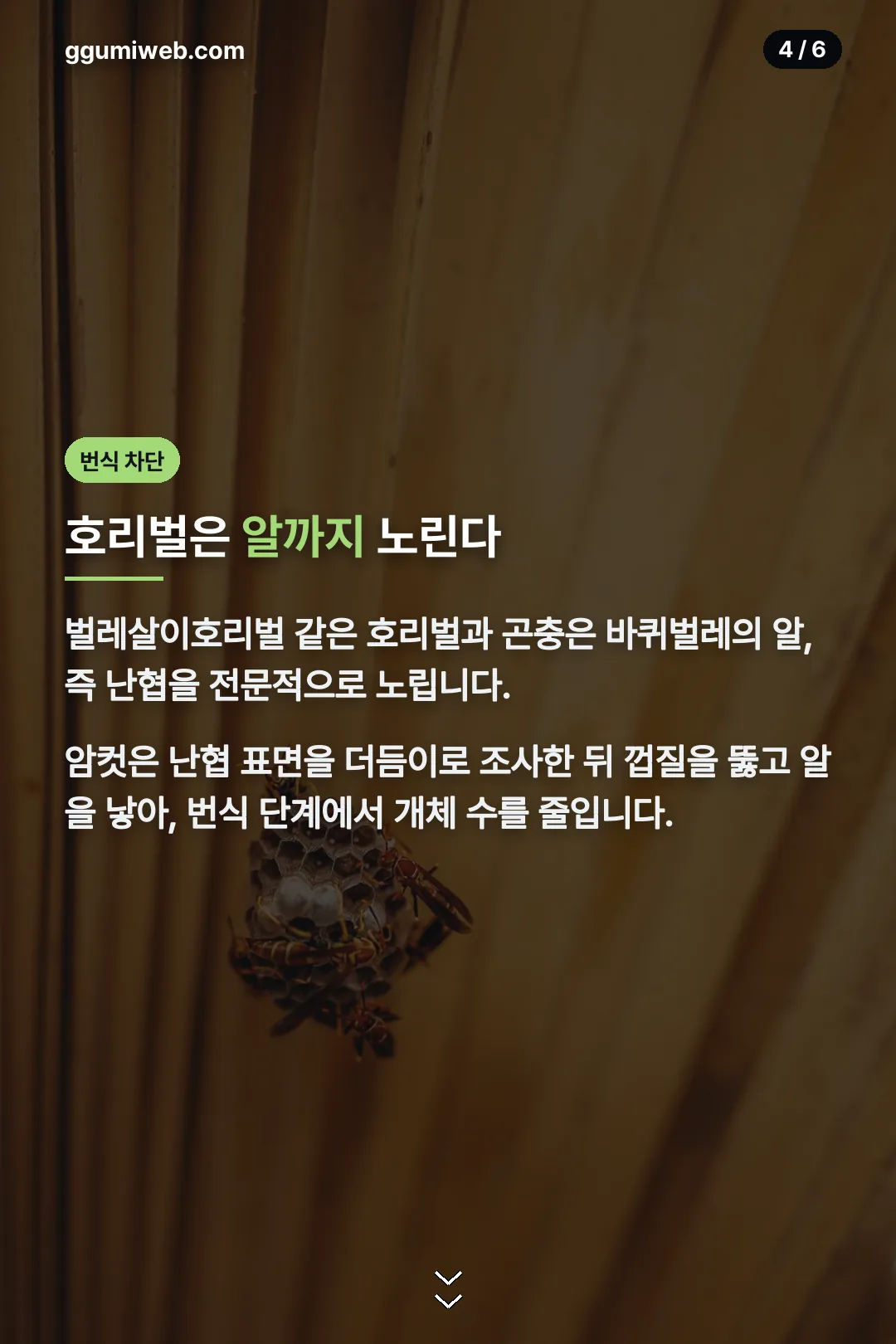 호리벌의 번식 차단