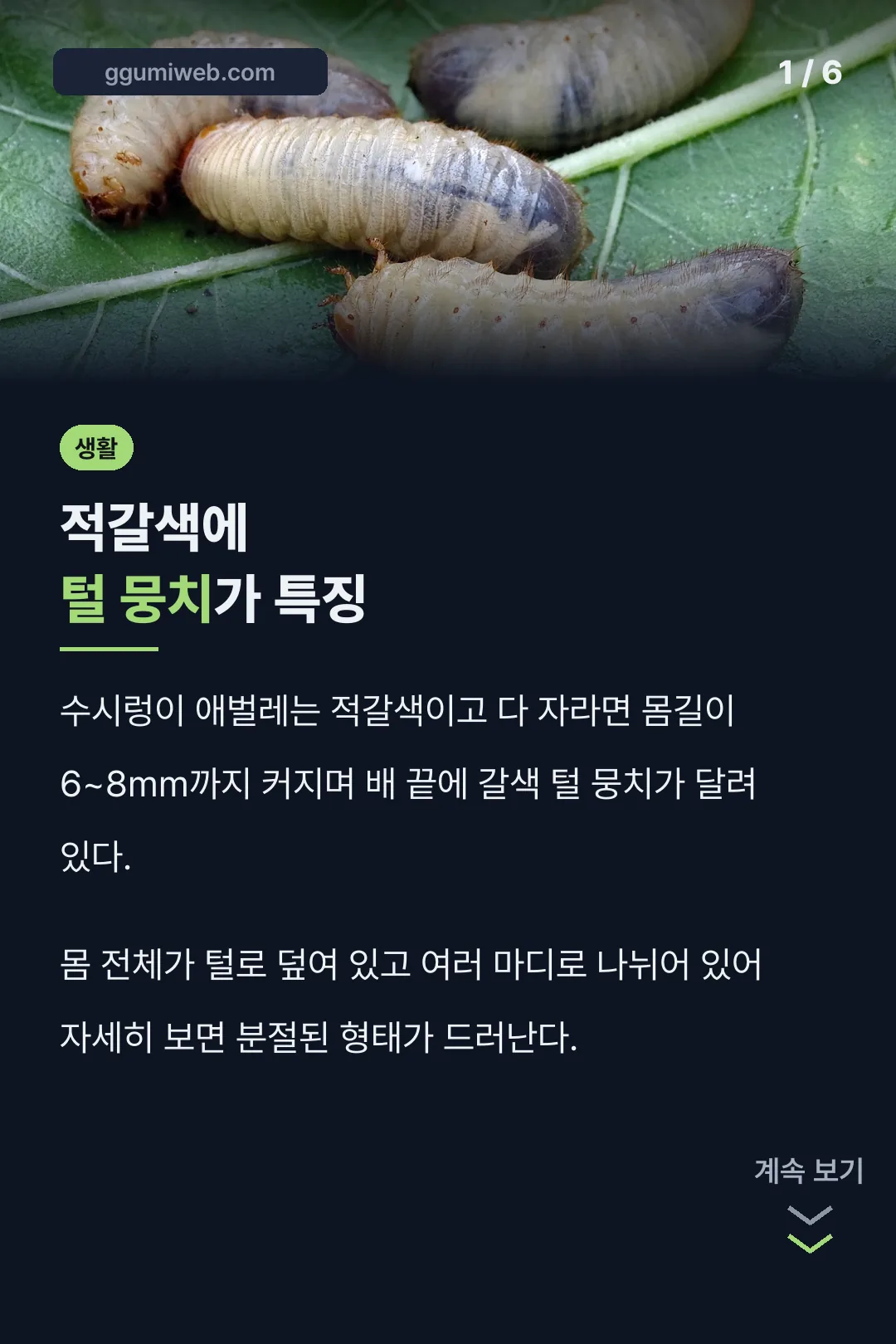 수시렁이 애벌레 생김새