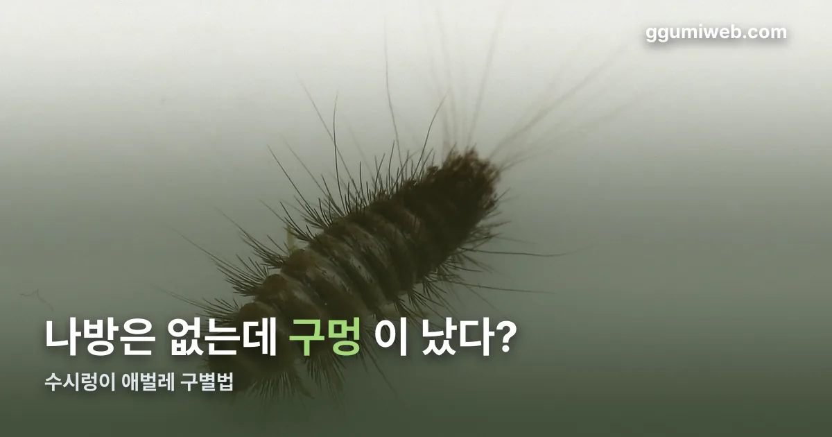 수시렁이 애벌레 정리 썸네일